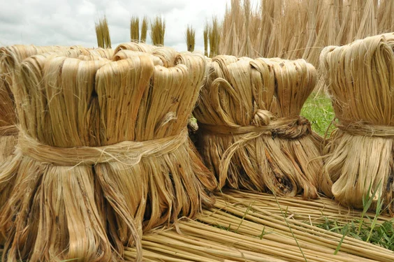Jute fibre | Image: F Omar, Shutterstock