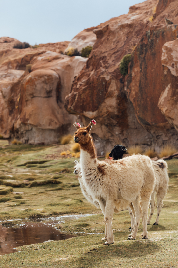 Bolivian Llama